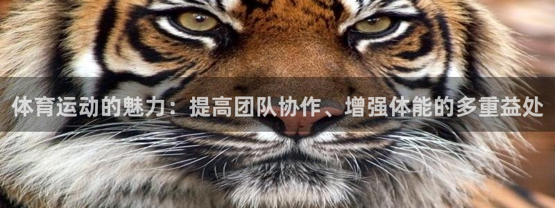 意昂注册：体育运动的魅力：提高团队协作、增强体能的多重益处